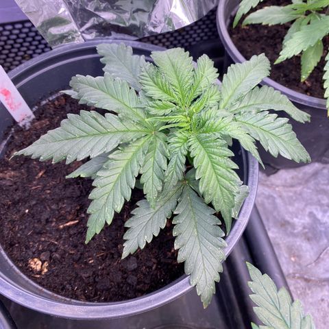 Al Patron #1 growlog timeline photo