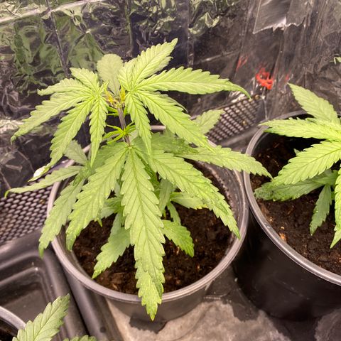 Al Patron #1 growlog timeline photo