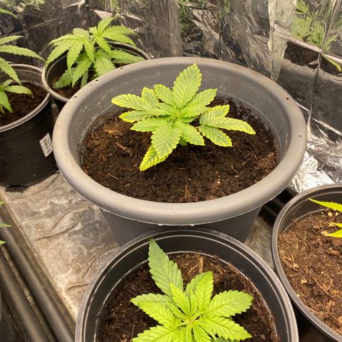 Al Patron #1 growlog timeline photo