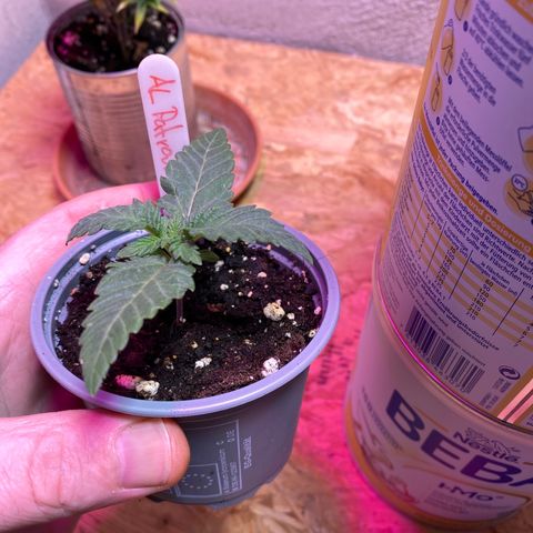 Al Patron #1 growlog timeline photo