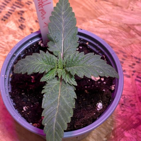Al Patron #1 growlog timeline photo