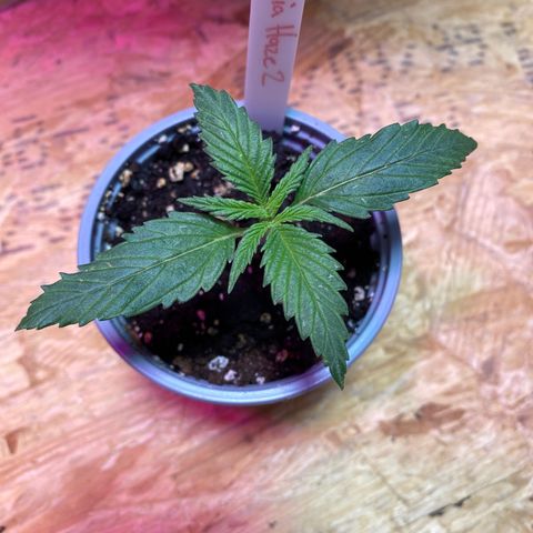 Amnesia Haze #2 growlog timeline photo