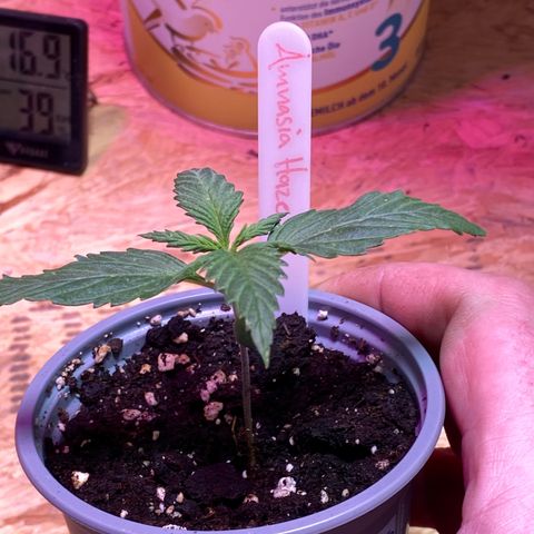 Amnesia Haze #2 growlog timeline photo