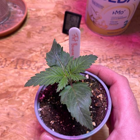 FAT banana #1 growlog timeline photo