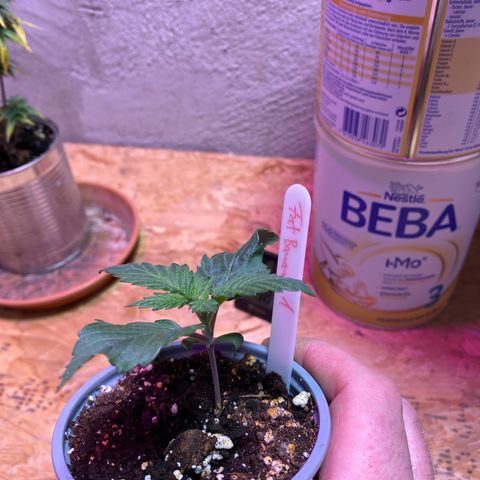 FAT banana #1 growlog timeline photo