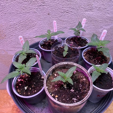 Super Silver Haze  #1 growlog timeline photo