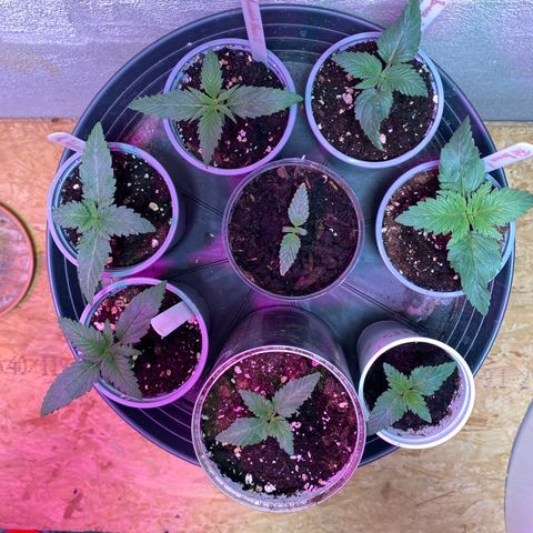 Super Silver Haze  #1 growlog timeline photo