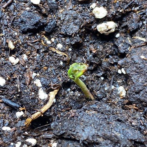 Hollands Hope  #1 growlog timeline photo