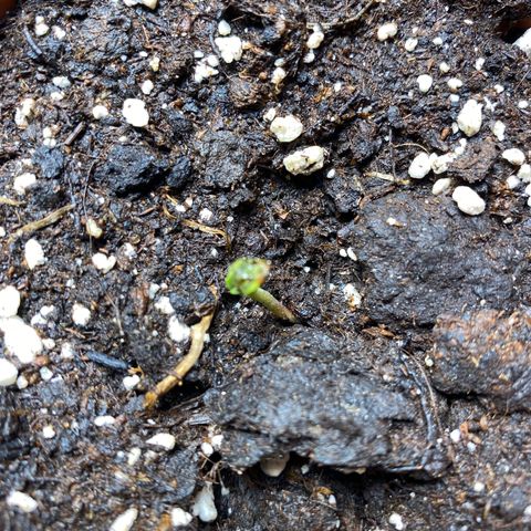 Hollands Hope  #1 growlog timeline photo