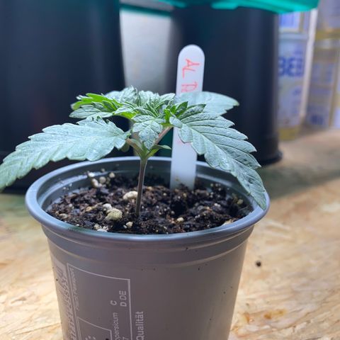 Al Patron #1 growlog timeline photo