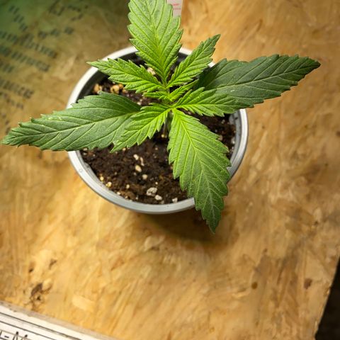 Amnesia Haze #2 growlog timeline photo