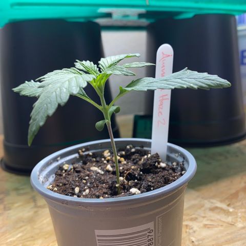 Amnesia Haze #2 growlog timeline photo
