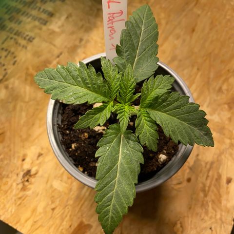Al Patron #1 growlog timeline photo