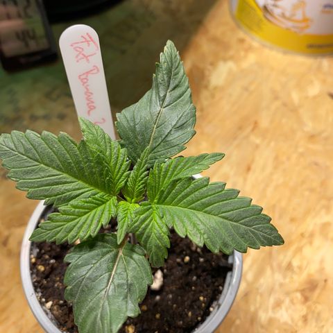 FAT banana #2 growlog timeline photo