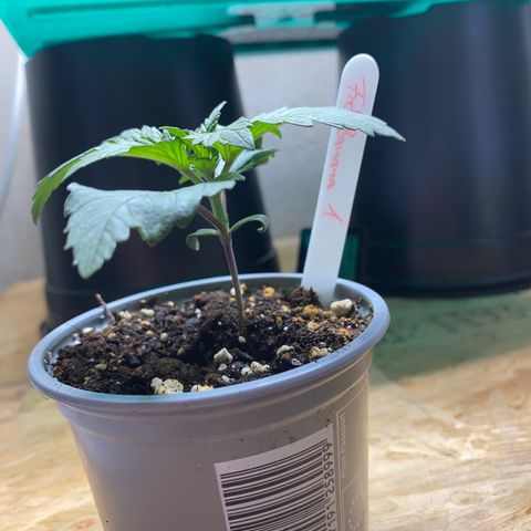 FAT banana #1 growlog timeline photo