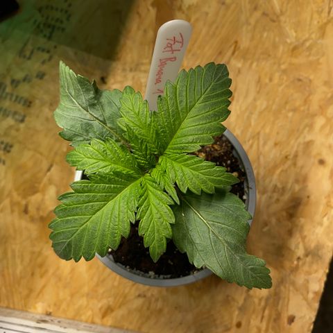 FAT banana #1 growlog timeline photo