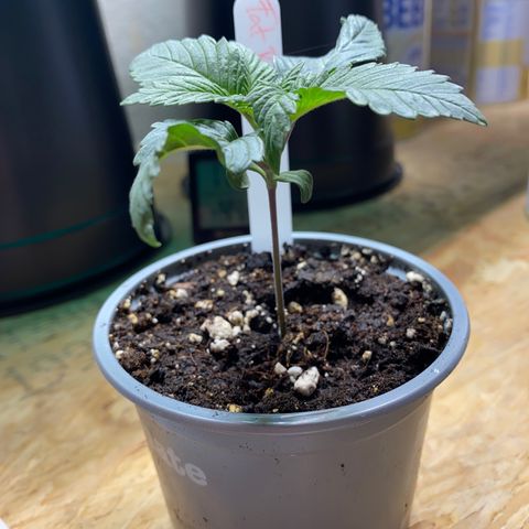 FAT banana #2 growlog timeline photo