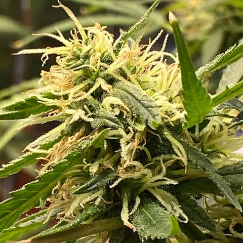 Super Silver Haze  #1 growlog timeline photo