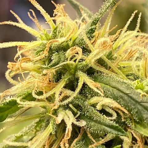 Super Silver Haze  #1 growlog timeline photo