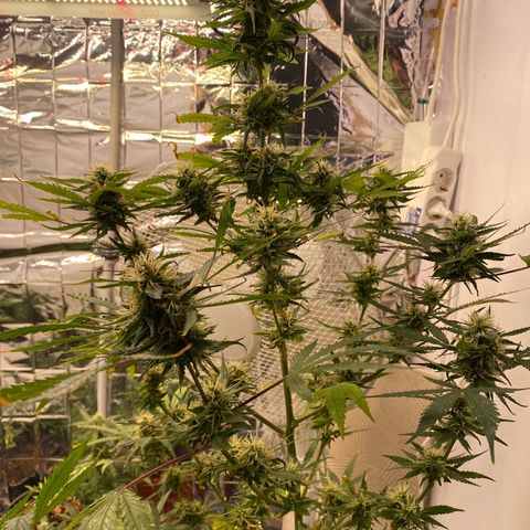 Super Silver Haze  #1 growlog timeline photo