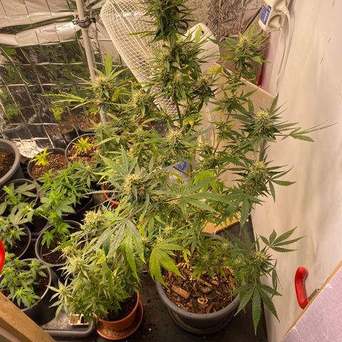 Super Silver Haze  #1 growlog timeline photo