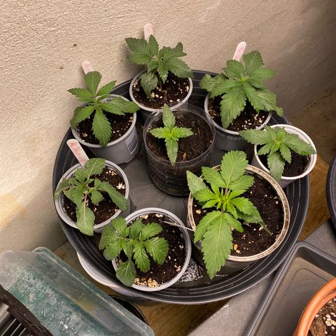 Al Patron #2 growlog timeline photo