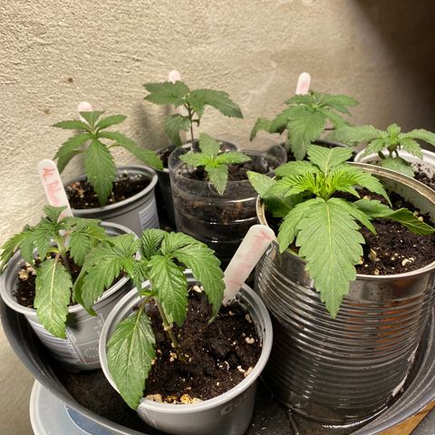 Al Patron #2 growlog timeline photo