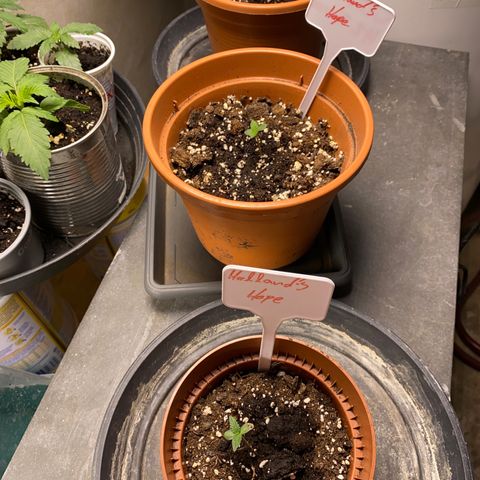 Hollands Hope  #1 growlog timeline photo