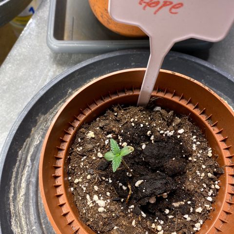 Hollands Hope  #1 growlog timeline photo