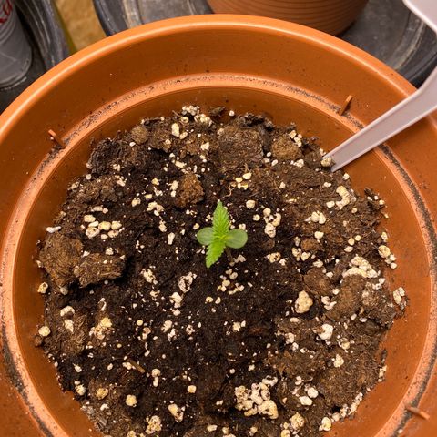 Hollands Hope  #2 growlog timeline photo
