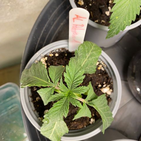 Al Patron #1 growlog timeline photo