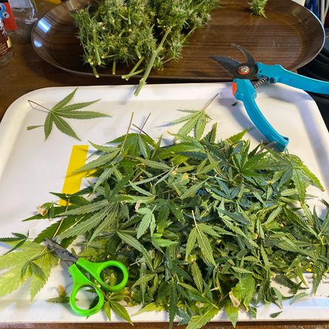 Super Silver Haze  #1 growlog timeline photo