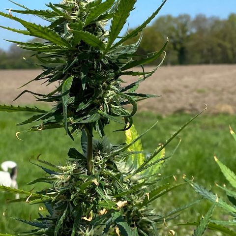 Super Silver Haze  #1 growlog timeline photo