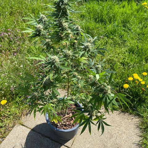 Super Silver Haze  #1 growlog timeline photo