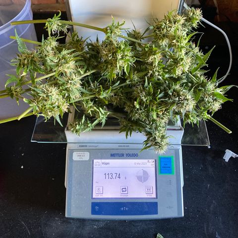 Super Silver Haze  #1 growlog timeline photo