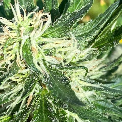 Super Silver Haze  #1 growlog timeline photo