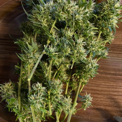 Super Silver Haze  #1 growlog timeline photo
