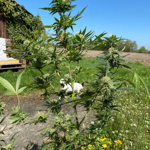 Super Silver Haze  #1 growlog timeline photo