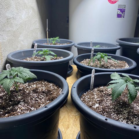 Al Patron #1 growlog timeline photo