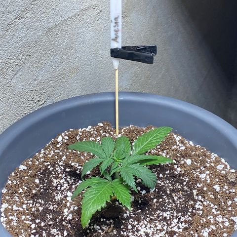 Al Patron #1 growlog timeline photo