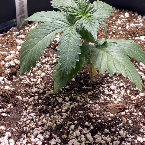 Al Patron #1 growlog timeline photo