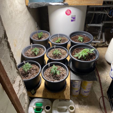Al Patron #1 growlog timeline photo