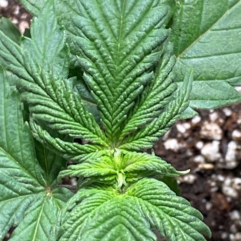 Al Patron #1 growlog timeline photo
