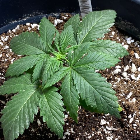 Al Patron #1 growlog timeline photo