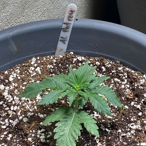 Al Patron #1 growlog timeline photo
