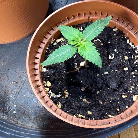 Hollands Hope  #2 growlog timeline photo