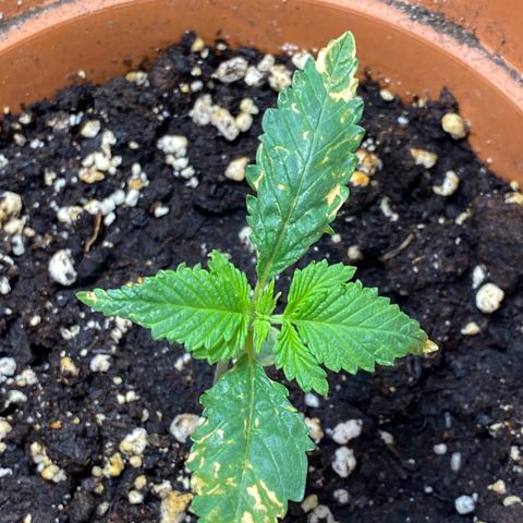 Hollands Hope  #2 growlog timeline photo