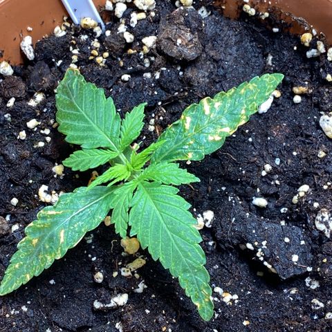 Hollands Hope  #2 growlog timeline photo