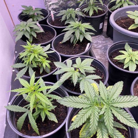 FAT banana #4 growlog timeline photo