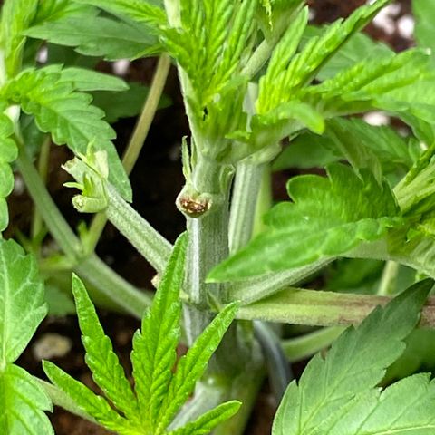 FAT banana #4 growlog timeline photo